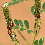 Indogofera delagoaensis